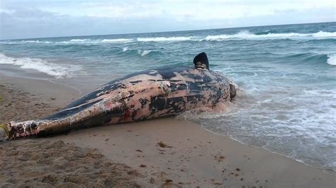 florida beach dead whale